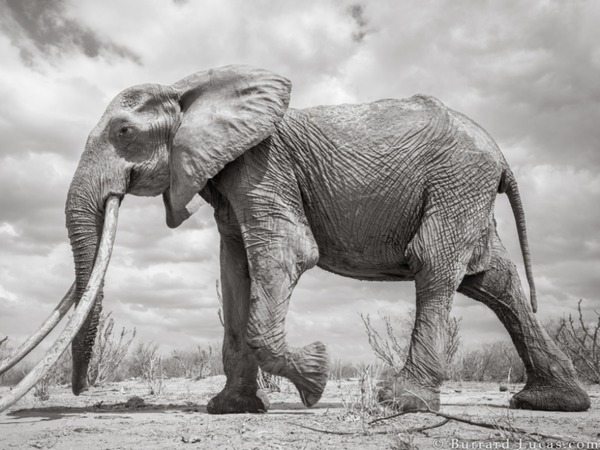 肯尼亚巨牙非洲象后最后相片曝光!