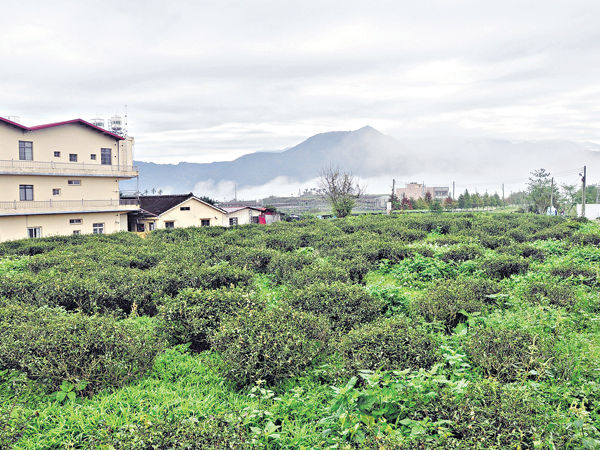 台湾南投冻顶山 采茶乐