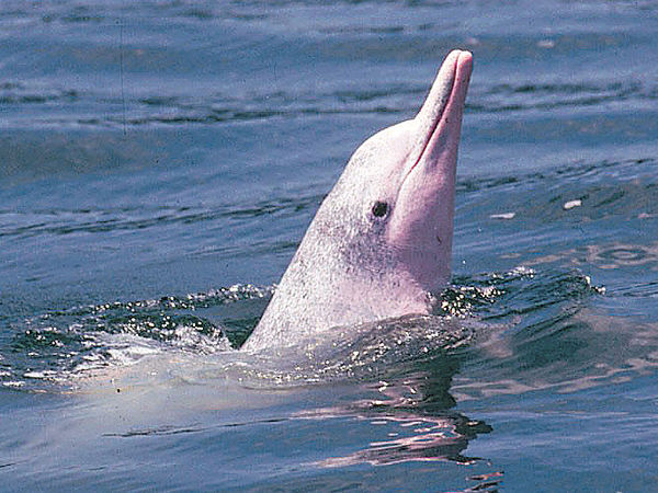 本港中华白海豚 仅余47只