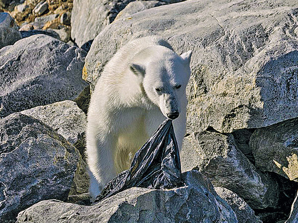 饿极北极熊吃垃圾袋