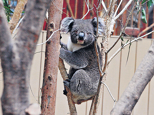 海洋公园昨公布,5岁南澳树熊「熙熙」因患草酸盐肾病,导致肾衰竭,因该