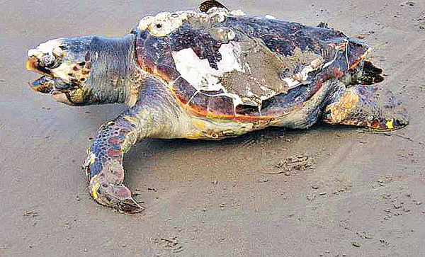 北海海枯石烂大海龟图片